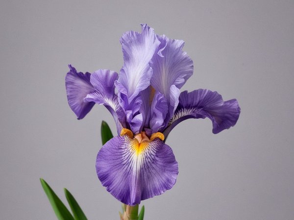 A pale violet bearded iris in flower, with green sword-shaped leaves at its base.